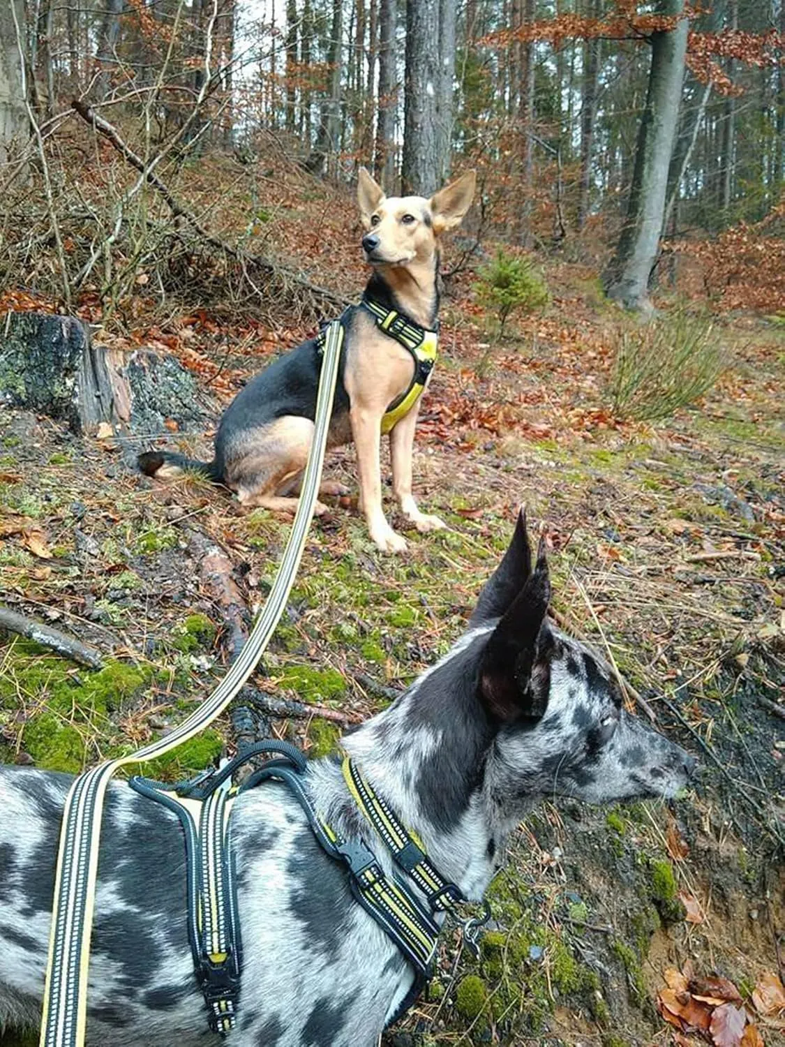 TRUE LOVE Reflective Dog Leash Puppy Walking Lead, Padded Pet Chain RopeLength 200cm Truelove TLL2111(Neon Yellow,L)